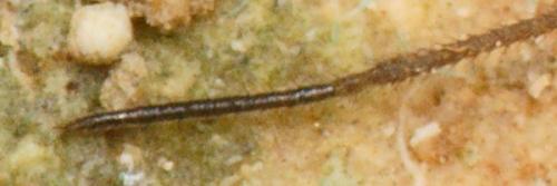 Réf. 197 549 : Dicranolasma soerensenii